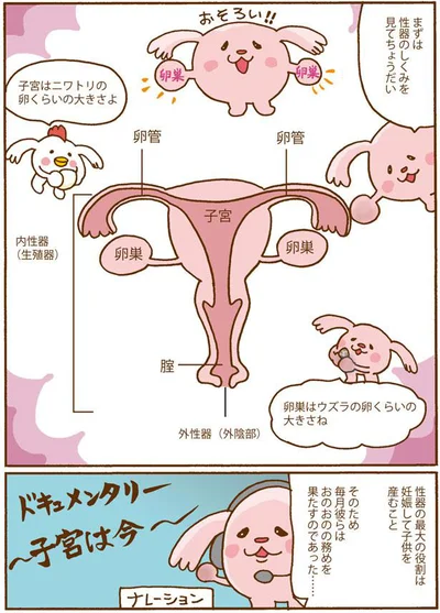 性器のしくみを見てちょうだい