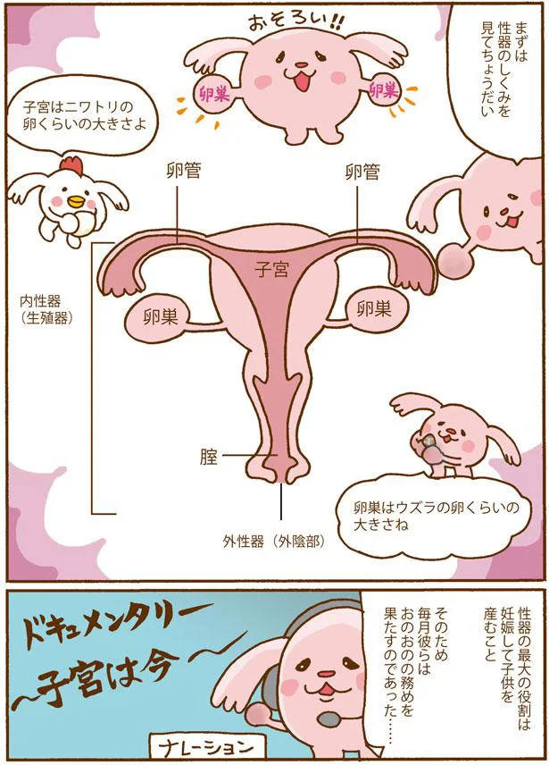 性器のしくみを見てちょうだい