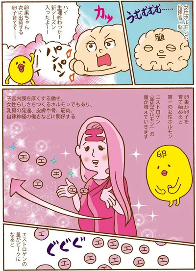 第一の女性ホルモンエストロゲン