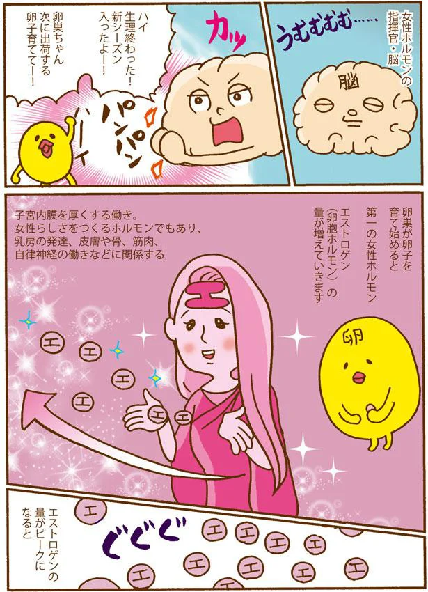 第一の女性ホルモンエストロゲン