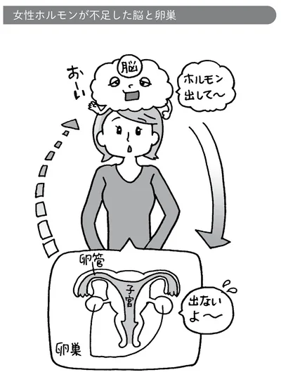 女性ホルモンが不足した脳と卵巣