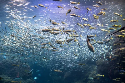 小さなプラスチック片が、魚と私たちの安全を脅かす。