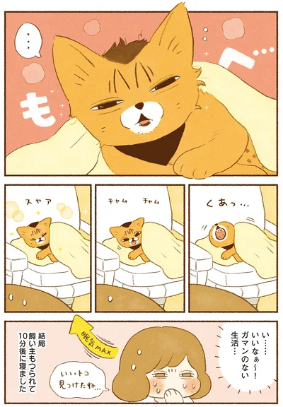 『しまねこ3姉妹と暮らしています 深まるきずな編』より