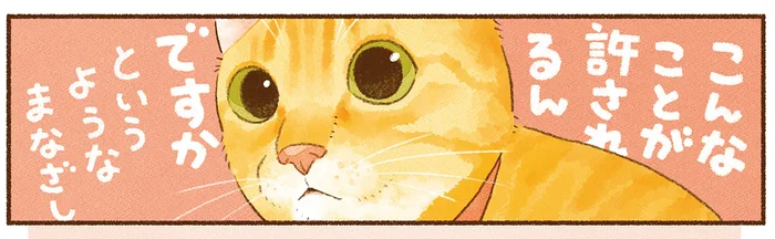 君たち、二度と野生にはかえれないね。無言で飼い主に何かを訴える猫たちが愛おしい／しまねこ３姉妹と暮らしています（2）
