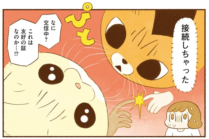 交信中？ 友好の証?? 敏感すぎる猫たちが持つ「おひげレーダー」の話／しまねこ３姉妹と暮らしています（7）
