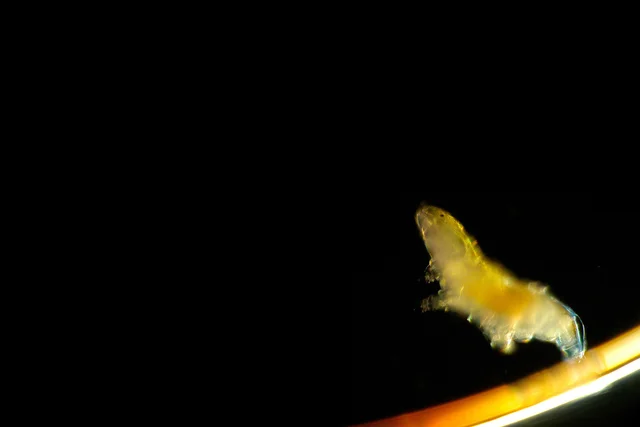 じつは地球最強!?体長1ミリにも満たない「クマムシ」の驚異的な能力！／人類なら知っておきたい 地球の雑学（38）