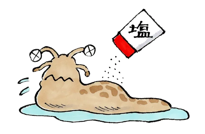 ナメクジに甘い砂糖をかけるとどうなるのだろう