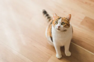 動物によって見えている色が違う