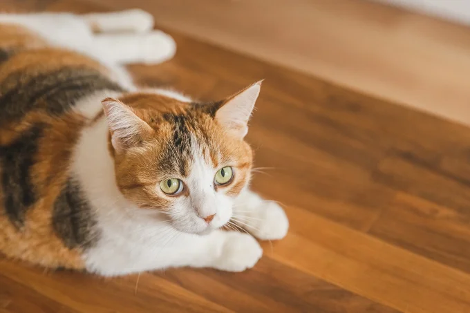 オスの三毛猫は大変珍しい