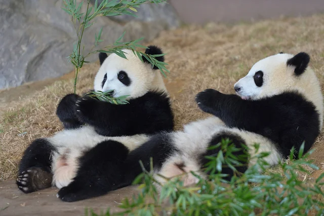 草食動物でもないのになぜ？タケやササを食べ続けるパンダの謎／人類なら知っておきたい 地球の雑学（47）