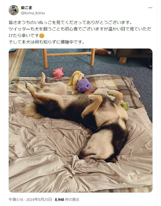 バズったことを知らずに、無防備に爆睡しているこまちゃん（⇒次へ）