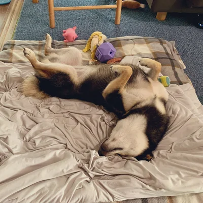 安心しきってすやすや眠る様子がたまりませんね！　可愛い……！　そんなこまちゃんの強い意思表示ショット（⇒次へ）