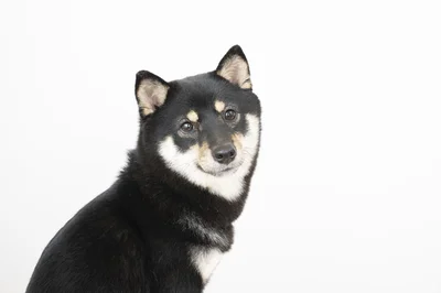  ワンコの思いがけない行動にびっくり…！