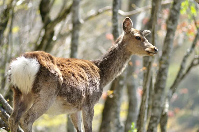 【写真】「害獣」のシカやイノシシを「資源」として活用する取り組み