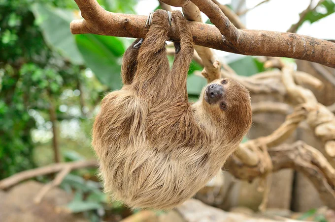 ナマケモノは、その名のとおり「怠(なま)け者」だ。