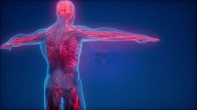 手首をはじめ、体のあちこちを走っている血管は青い色をしている。