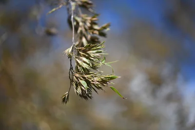 タケの花を見たことのある人は少ない