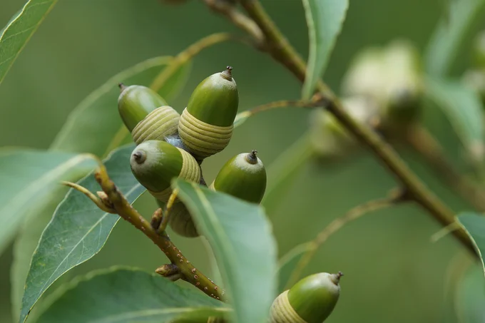 植物学上は、「どんぐり」という木はない