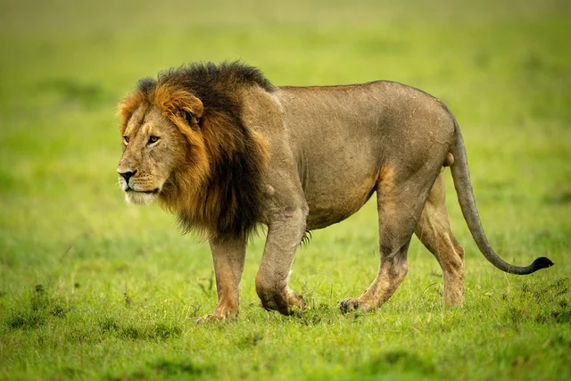 百獣の王ライオンも恐れる「ライオンゴロシ」とは？