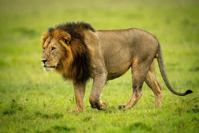 地球上には、「百獣の王」と称されるライオンすら倒してしまう生物がいる