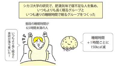 睡眠が摂取カロリーを減らす