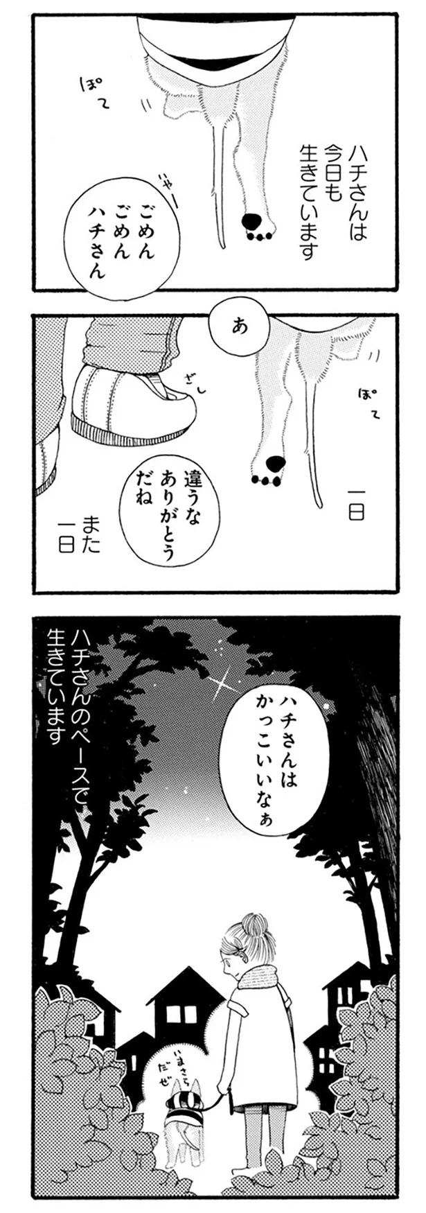『96歳の柴犬ハチさんは、今日もお散歩しています。』より