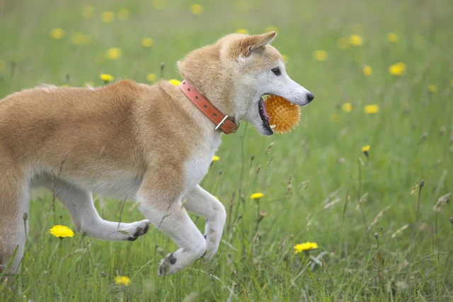 「ボクシングの練習みたい」「神回避」俊敏な動きで攻撃をかわす柴犬の表情に15万いいね！