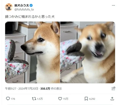 可愛い表情からの神回避！▶ふう太くんの日常写真は可愛いがいっぱい（⇒次へ）