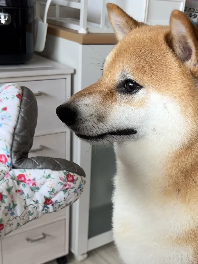 柴犬のふう太くんと鍋つかみ▶この後驚きの表情に！（⇒次へ）