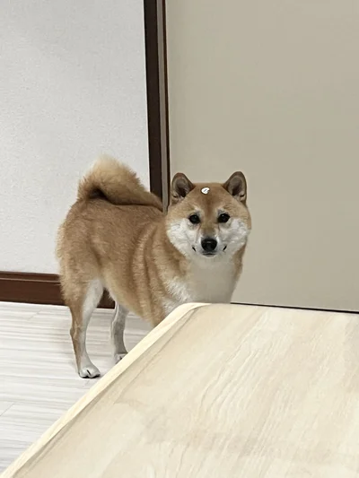 何気ない表情のふう太くんですが…▶おでこに注目！（⇒次へ）