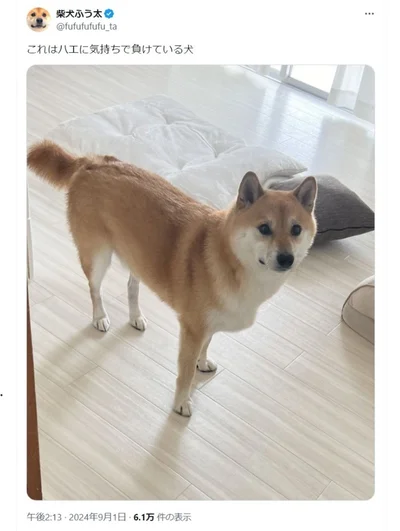 ハエが出た時のふう太くんでした▶ごはんを前にしたふう太くん（⇒次へ）
