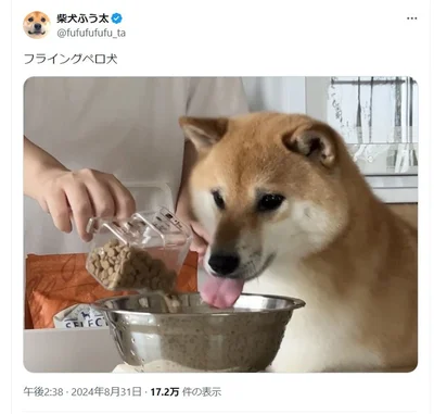 フライングペロ犬とポストされました▶とっても個性的なおやつのおねだり（⇒次へ）