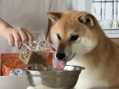 待ちきれずに舌がペロリ！▶まだごはんを入れている最中です（⇒次へ）