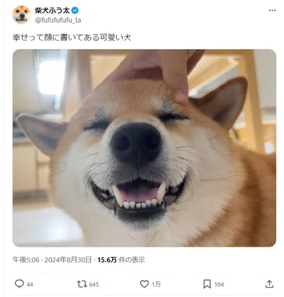 まさに「幸せって顔に書いている可愛い犬」！▶老犬・柴犬ハチさんとの大切な毎日を描いたマンガ『96歳の柴犬ハチさんは、今日もお散歩しています。』は次画像から読めます（⇒次へ）