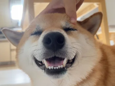 とっても幸せそうなふう太くん▶この時のポストは1万いいね！を集めました（⇒次へ）