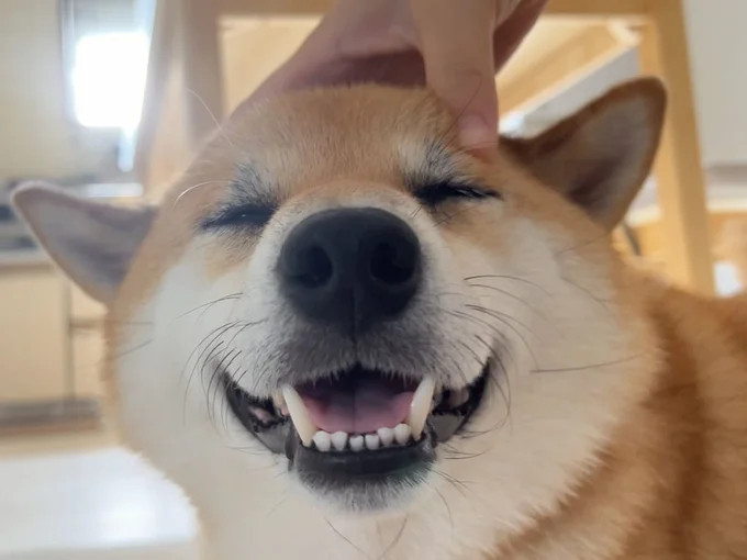とっても幸せそうなふう太くん▶この時のポストは1万いいね！を集めました（⇒次へ）