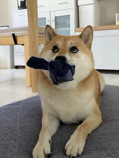 なにかを訴えているようです▶口にくわえているものは…？（⇒次へ）