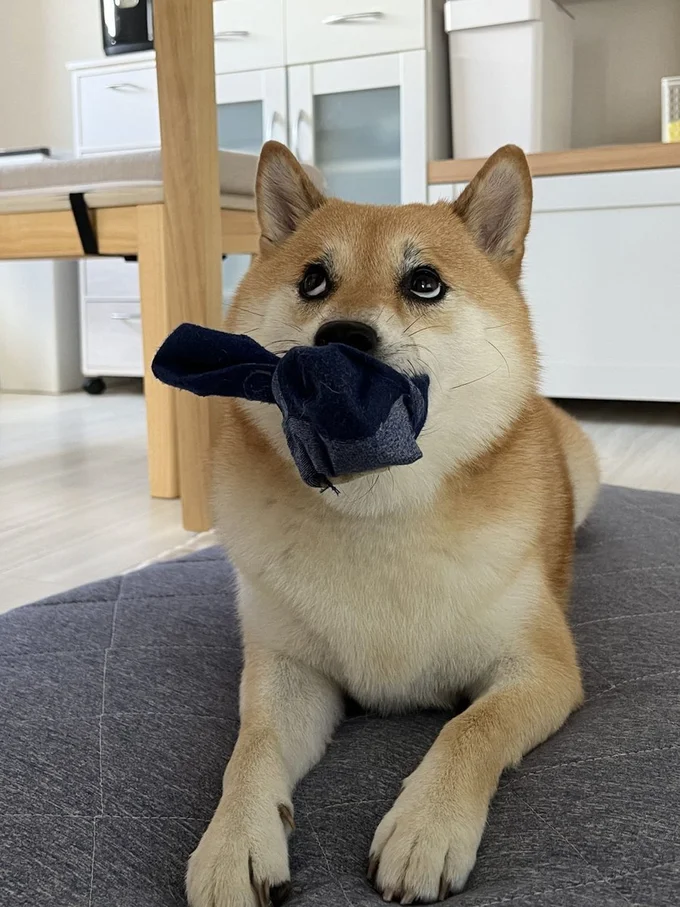 なにかを訴えているようです▶口にくわえているものは…？（⇒次へ）