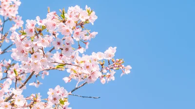桜の開花予想は、最近ではソメイヨシノの開花予想を発表する