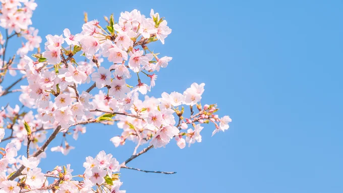 桜の開花予想は、最近ではソメイヨシノの開花予想を発表する