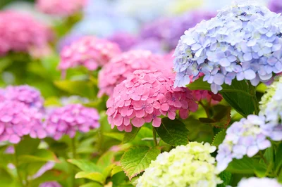 アジサイはその色を一つにとどめることなく変化させる