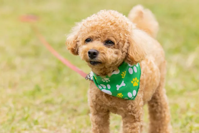  愛犬の後ろ姿が話題沸騰！「足ぴーん」なワンショットに11万いいね