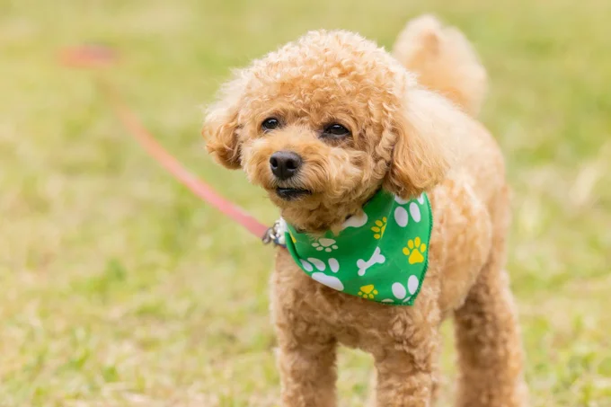 愛犬のキュートな写真