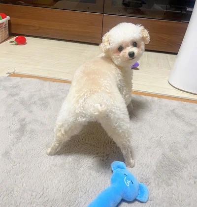 「美脚！！」など注目を集めた1枚です▶妹ワンコと一緒に暮らしています（⇒次へ）