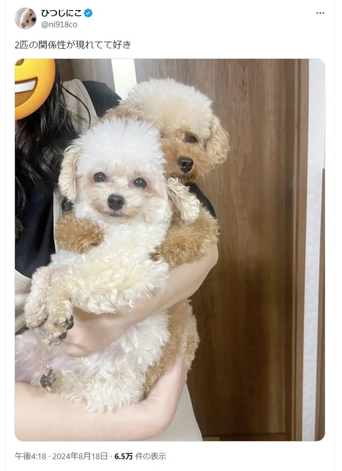 飼い主さんが「2匹の関係性が現れてて好き」とポストしました▶写真を撮るとき絶対前に出るタイプなワンコ（⇒次へ）
