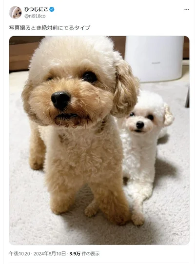 妹のうたちゃんが前にでるタイプ▶次の写真はトリミング後の姿です（⇒次へ）
