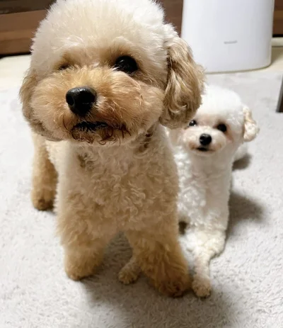 カメラの前にドンっ▶後ろにいるのは姉のにこちゃんです（⇒次へ）