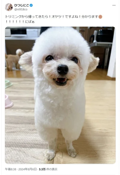 「オヤツ！ですよね」▶うたちゃんのトリミング中の様子（⇒次へ）