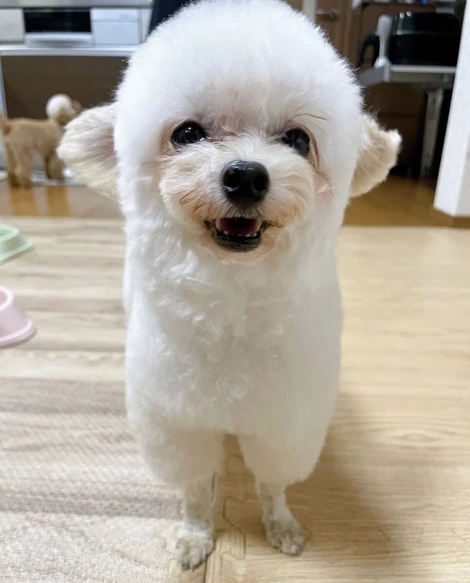 トリミングから帰ってきてすっきり！▶何か言いたそうな表情です（⇒次へ）