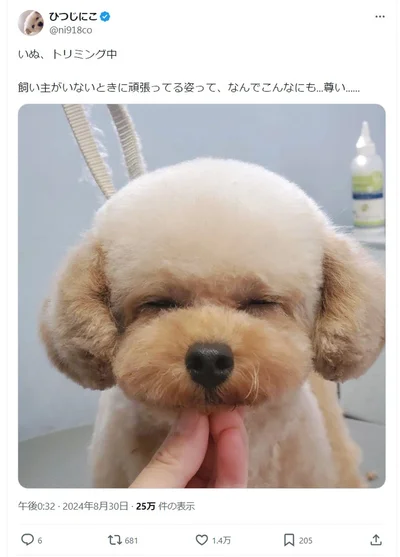 飼い主がいないときに頑張る姿が尊い！▶にこちゃんのお耳はすごい！（⇒次へ）